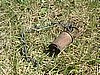 CIVIL WAR CANTEEN STOPPER & CHAIN